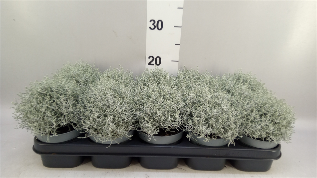 Leucophyta Brownii 12Ø 20cm