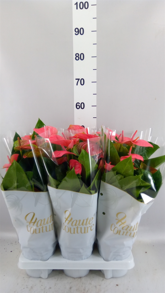 Anthurium Sweet Dream 14Ø 50cm