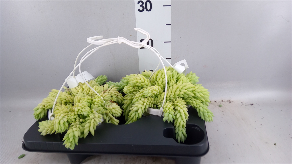 Sed Morganianum 14Ø 15cm