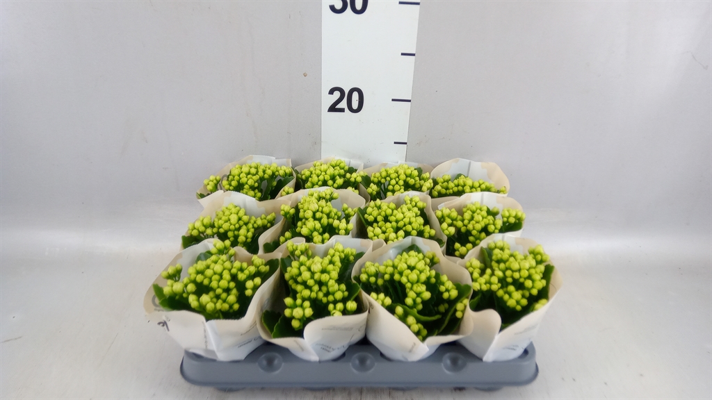 Kalanchoe Double Rose Flowers Greta 6Ø 14cm