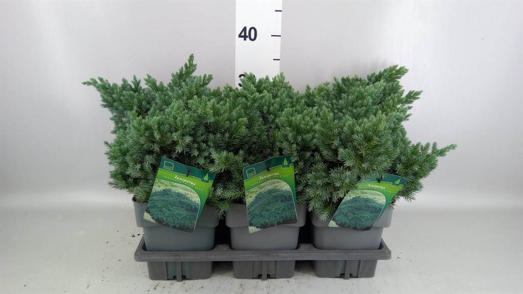 Juniperus Blue Star 17Ø 22cm