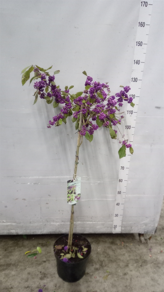 Callicarpa Bodinieri Profusion 26Ø 150cm