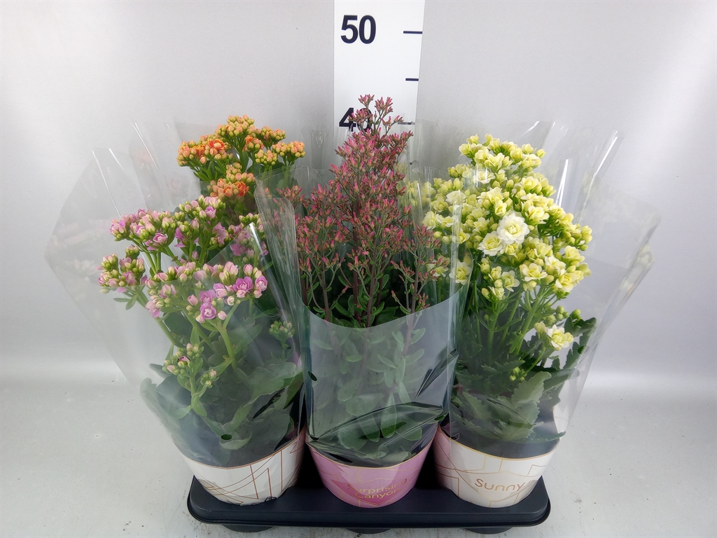 Kalanchoe Single Veranda Mix 14Ø 40cm