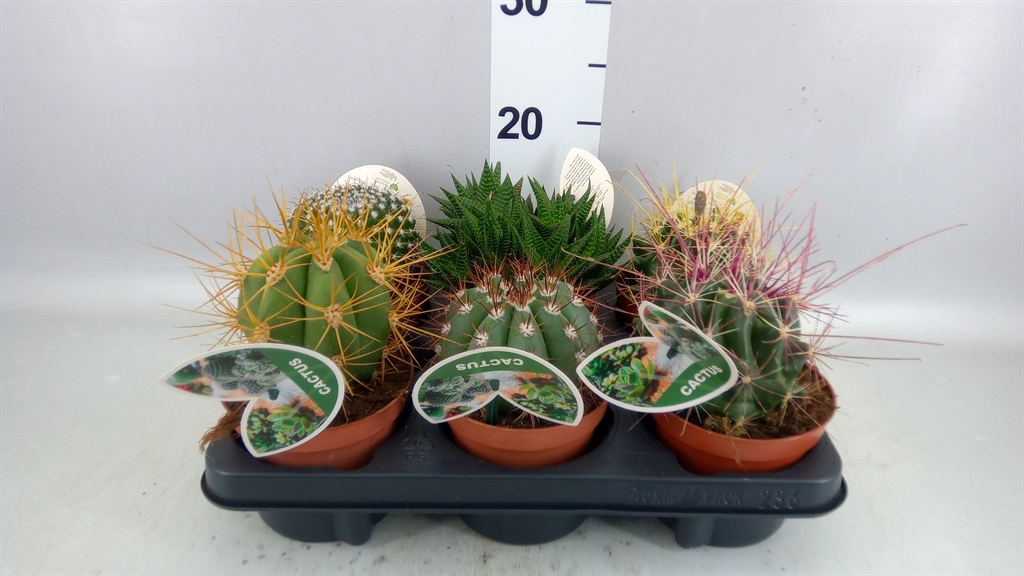 Cactus Mix 12Ø 15cm