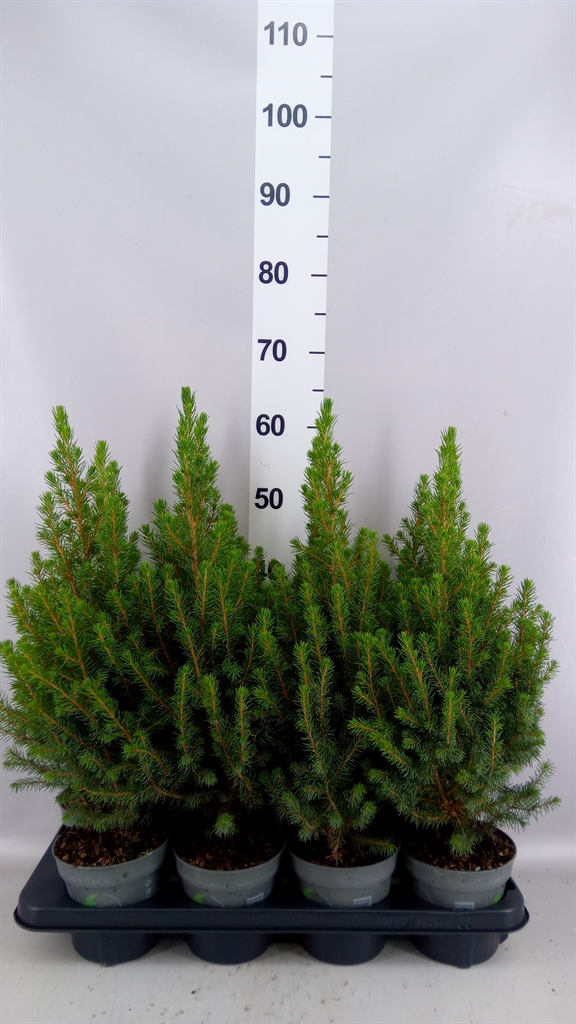 Picea December 13Ø 55cm