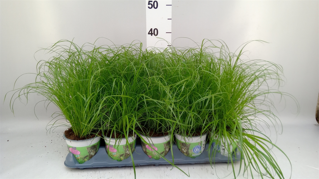 Cyperus Alternifol 12Ø 35cm