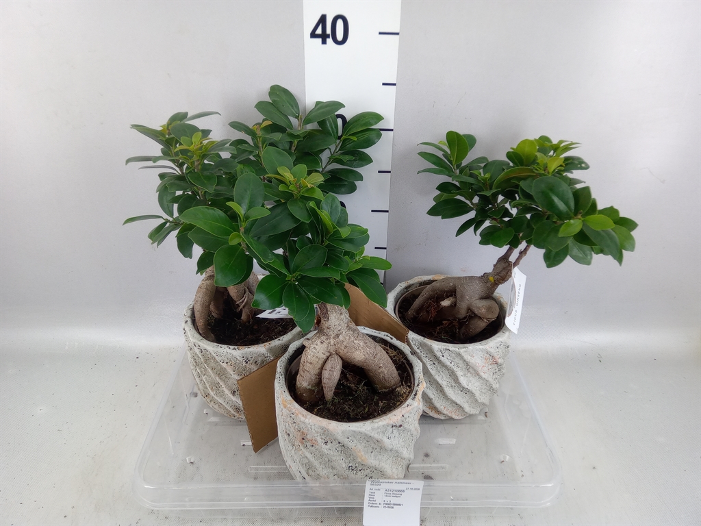 Ficus Microcarpa Ginseng 15Ø 35cm