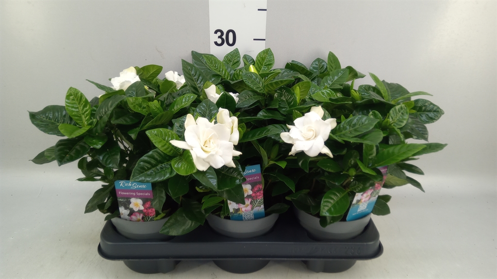 Gardenia 13Ø 26cm