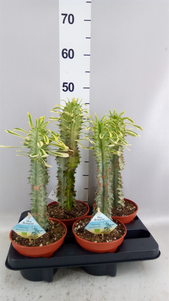 Euphorbia Abyssinica 15Ø 45cm