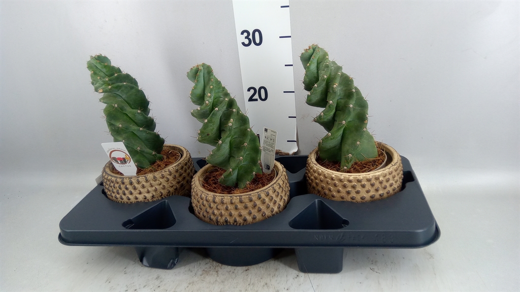 Cereus 16Ø
