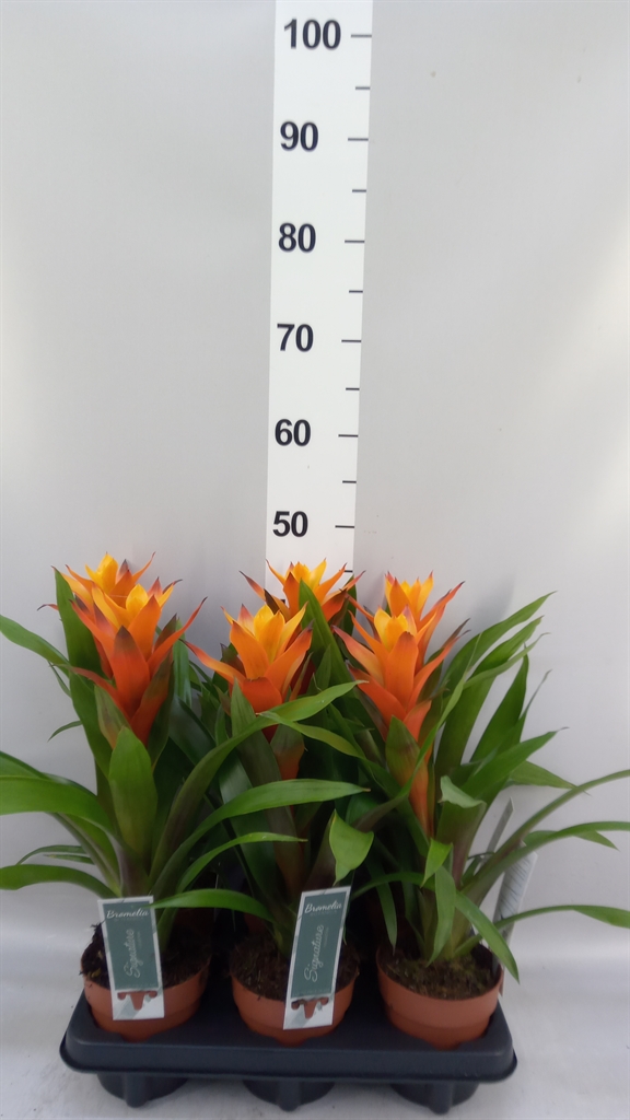 Guzmania Variada 12Ø 50cm