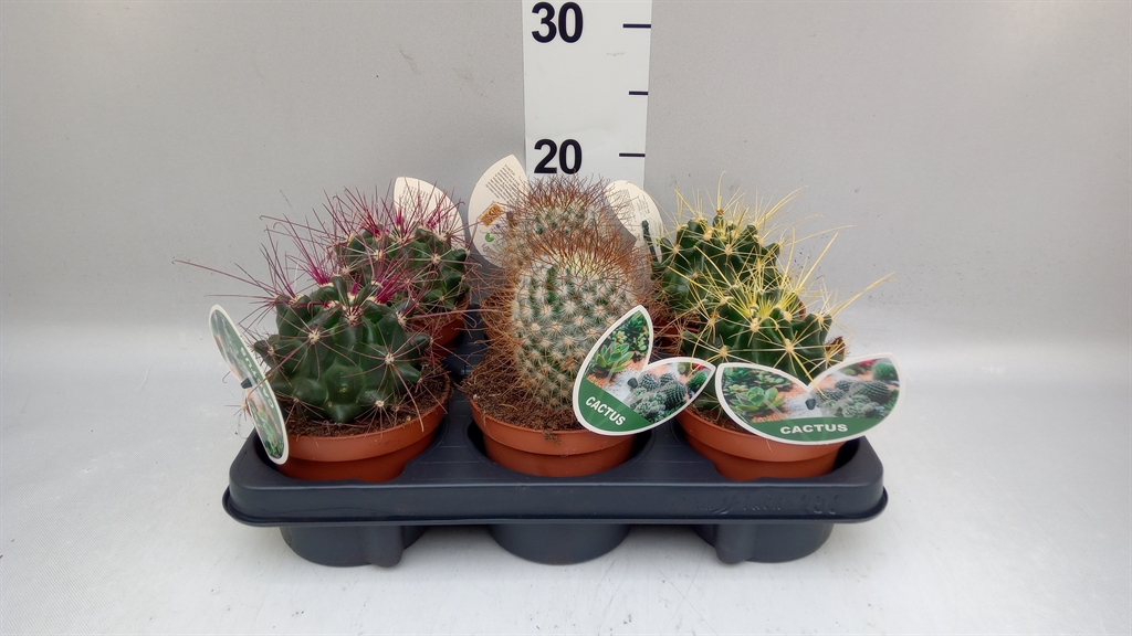Cactus Mix 12Ø 15cm
