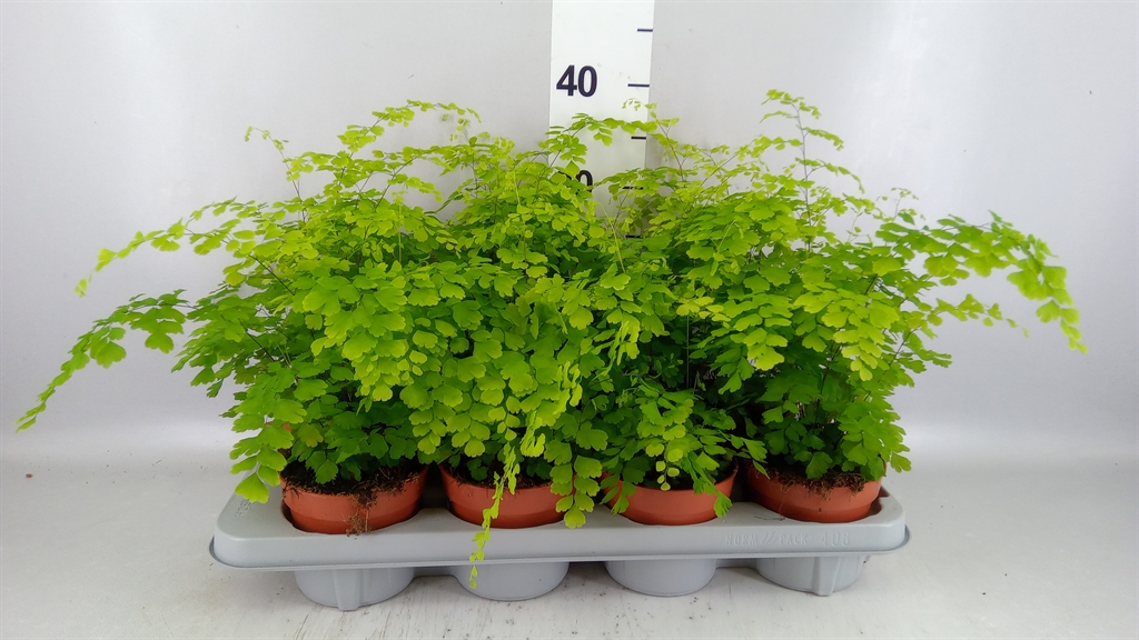 Adiantum Raddianum Fragrans 12Ø 30cm