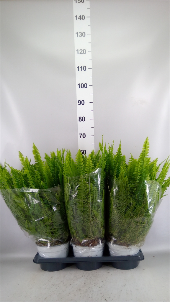Nephrolepis Sonata 19Ø 55cm