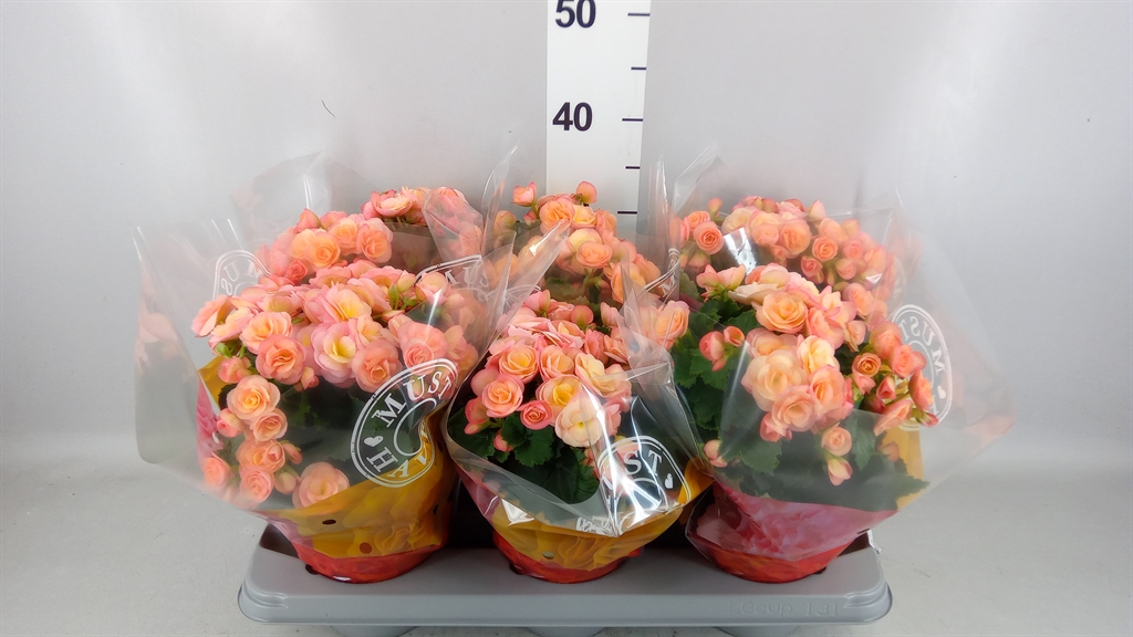 Begonia Double Hailey Sunset 14Ø 32cm