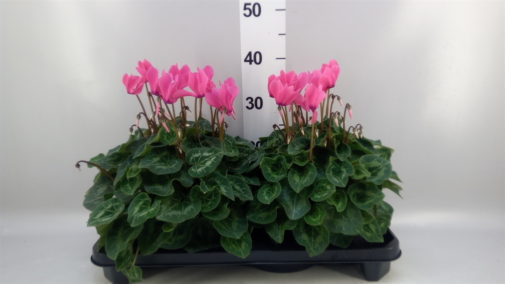 Cyclamen Super Serie Xl 15Ø 36cm