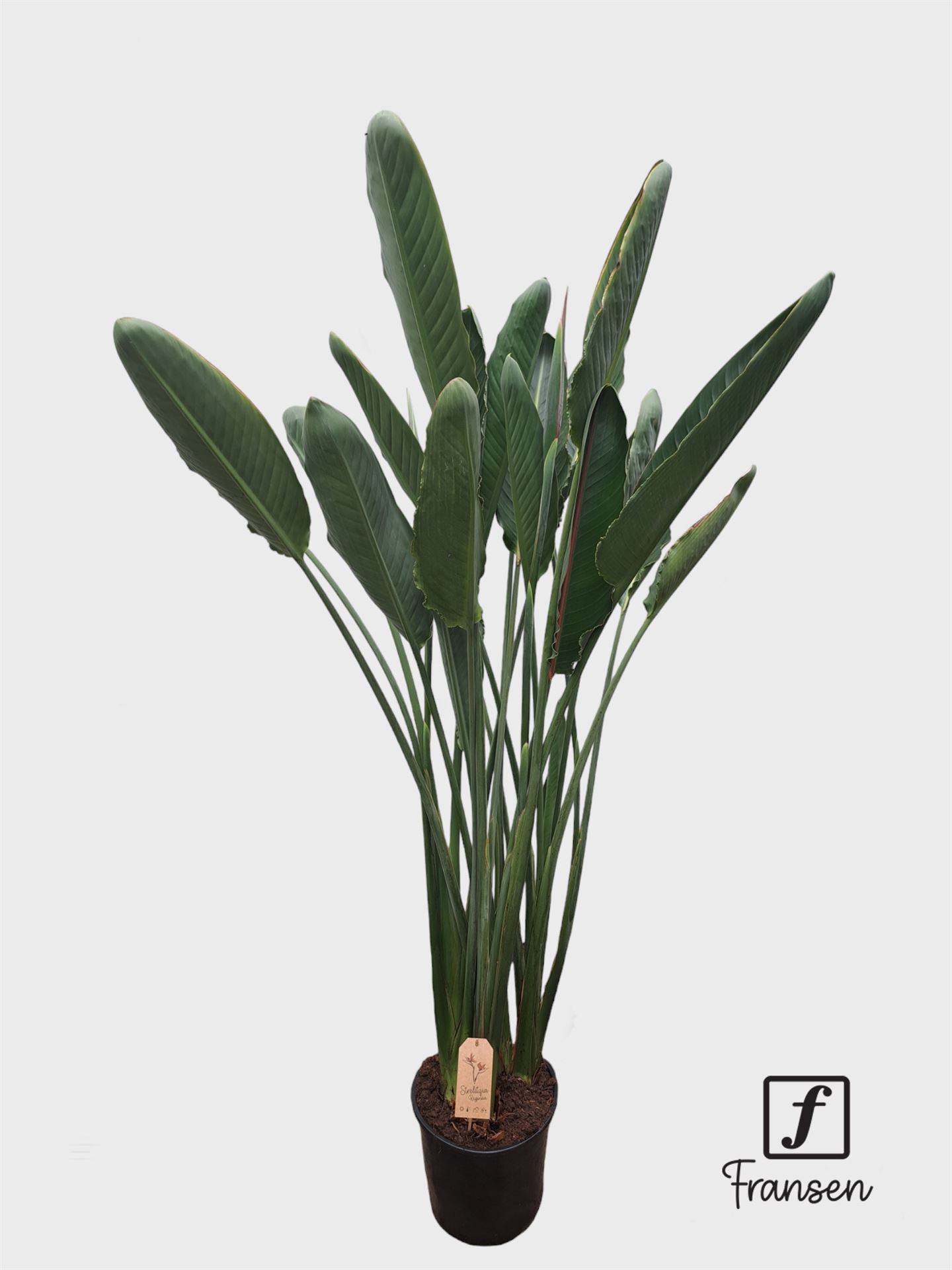 Strelitzia Reginae 27Ø 160cm