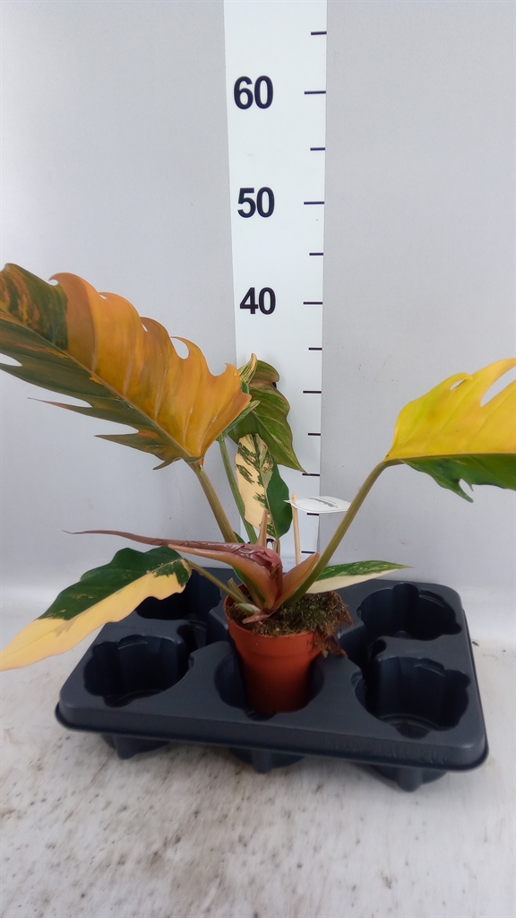 Phil Overig 12Ø 25cm