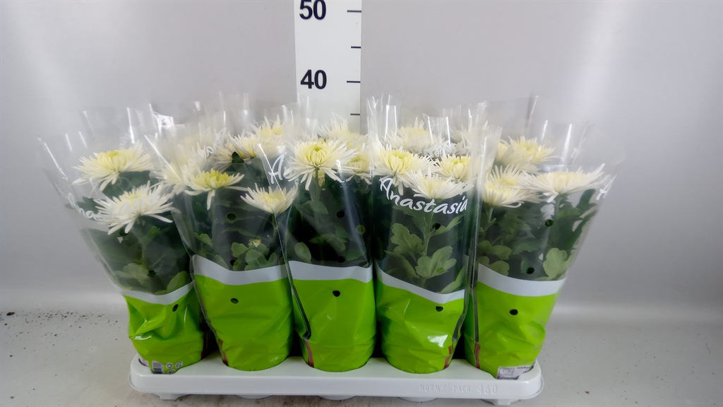 Chrysanth Anastasia 12Ø 30cm