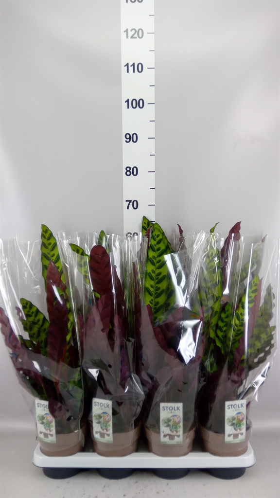 Calathea Lancifolia 14Ø 60cm