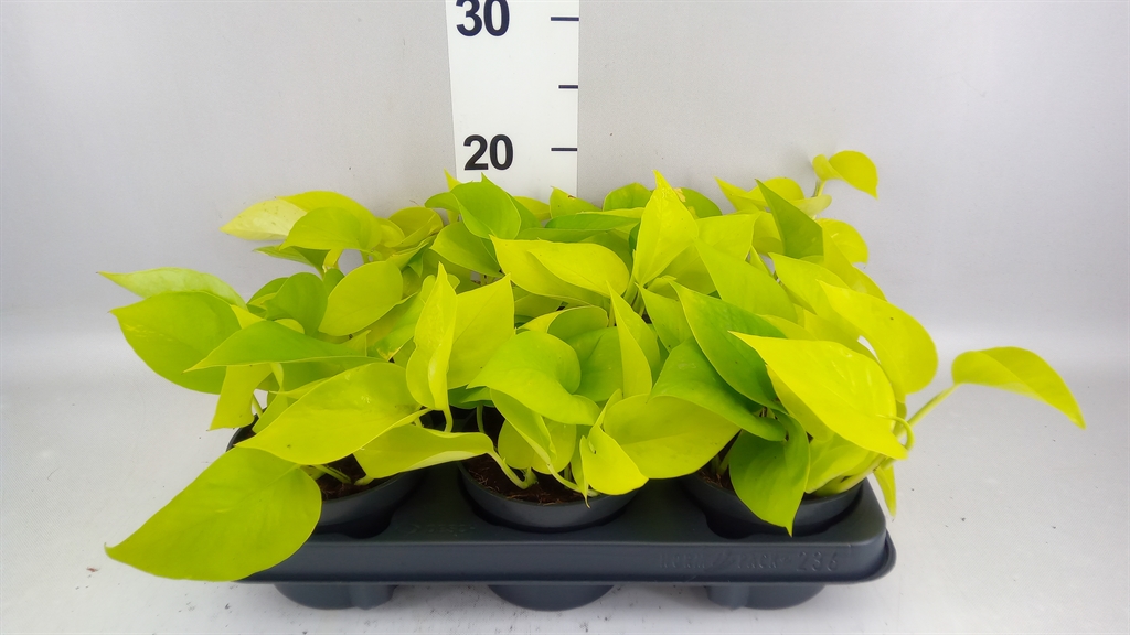 Epipermnum Golden Pothos 12Ø 25cm