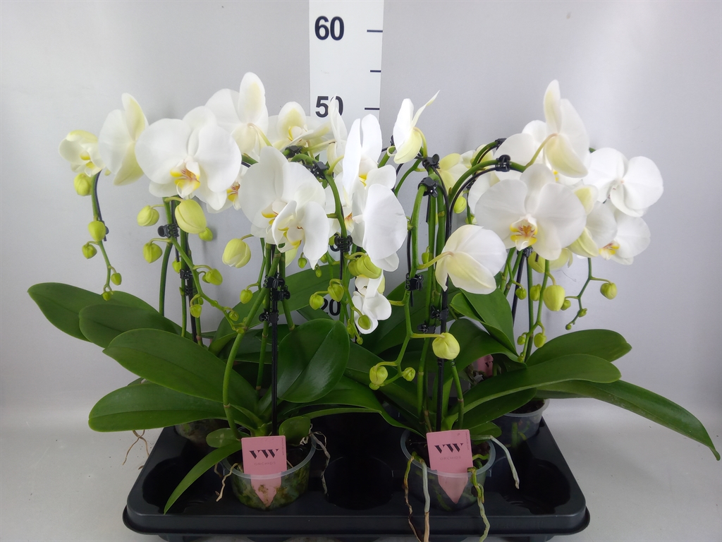 Phal Ant Leeds 12Ø 55cm