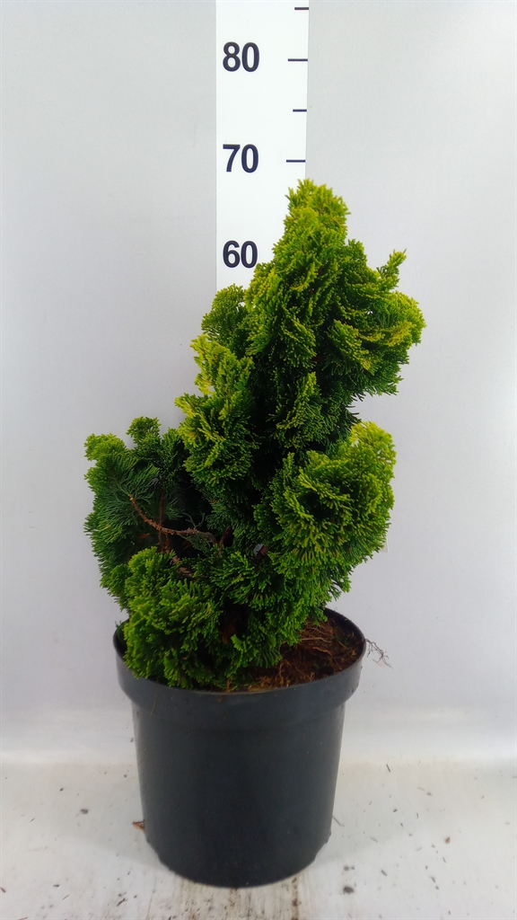 Chamaecyparis Aurora 26Ø 35cm