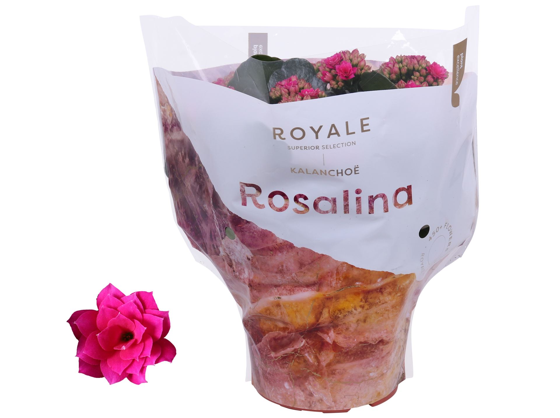 Kalanchoe Double Rosalina Don Victorio 15Ø 27cm