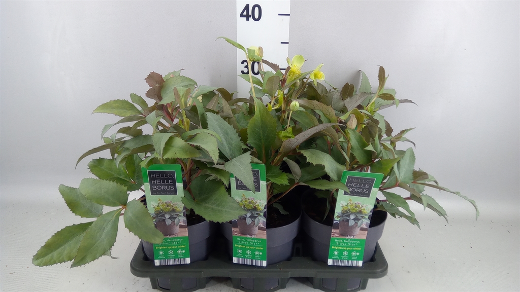 Helleborus Sternii 14Ø 30cm