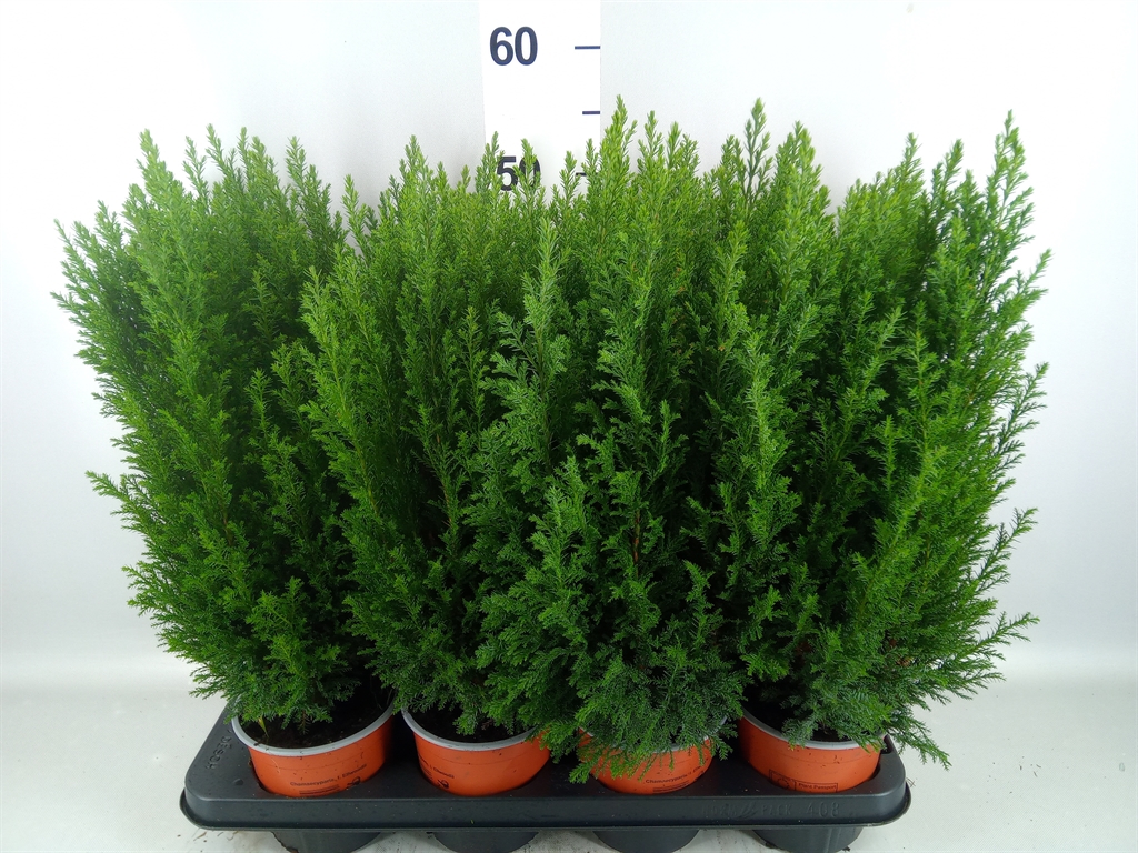 Chamaecyparis Ellwoodii 13Ø 48cm