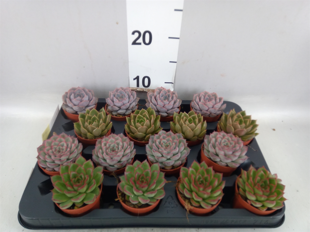 Echeveria Mixed 7Ø