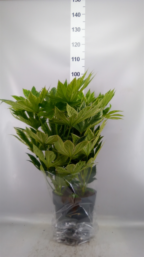 Fatsia Variegata 27Ø 85cm
