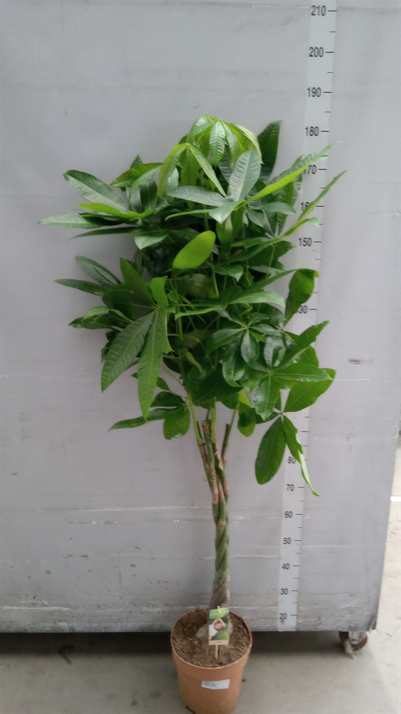 Pachira Aquatica 27Ø 160cm