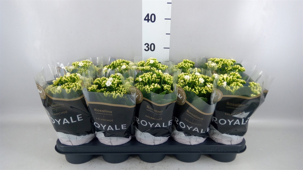 Kalanchoe Double Rosalina Don Dione 12Ø 27cm