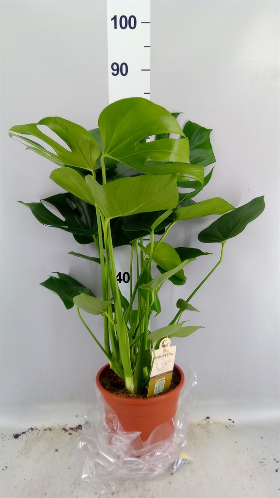 Monstera Deliciosa 21Ø 80cm