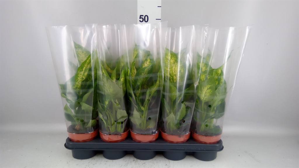 Dieffenbachia Compacta 12Ø 35cm