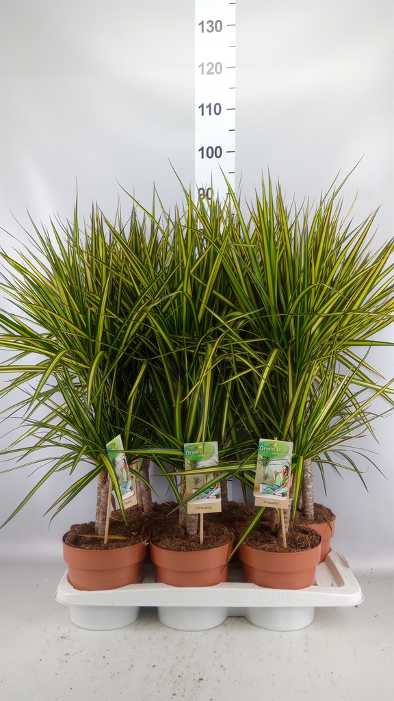 Dracaena Sunray 17Ø 75cm