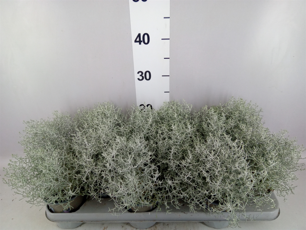 Leucophyta Brownii 11Ø 20cm