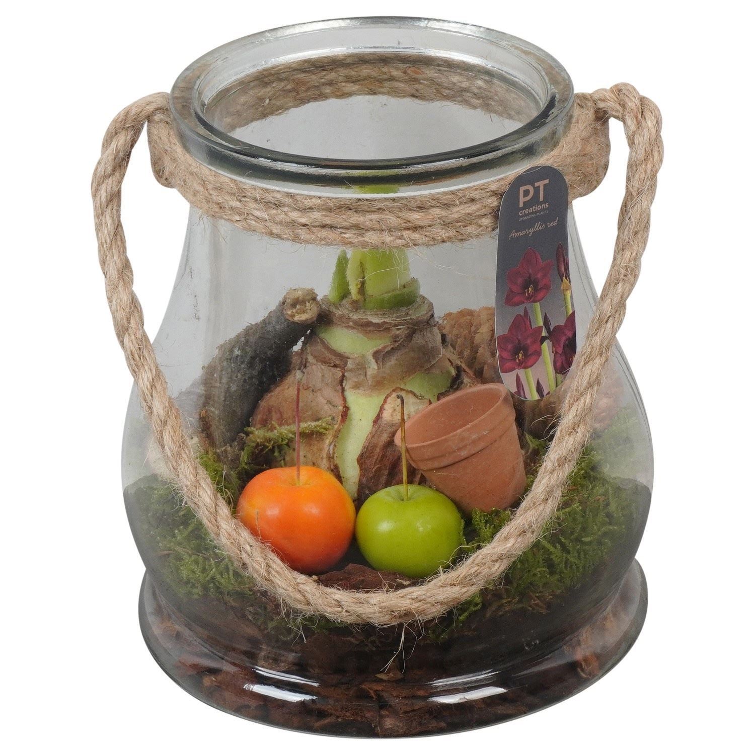 Arr Hippeastrum 16Ø