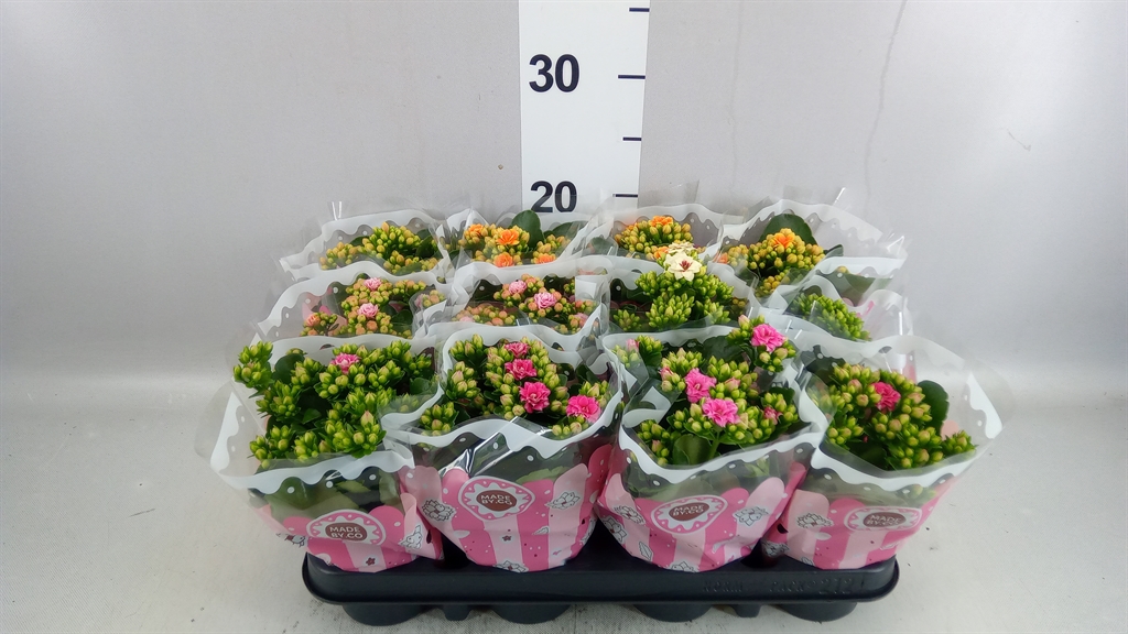 Kalan B Ge Gem Tw Bl 9Ø 19cm