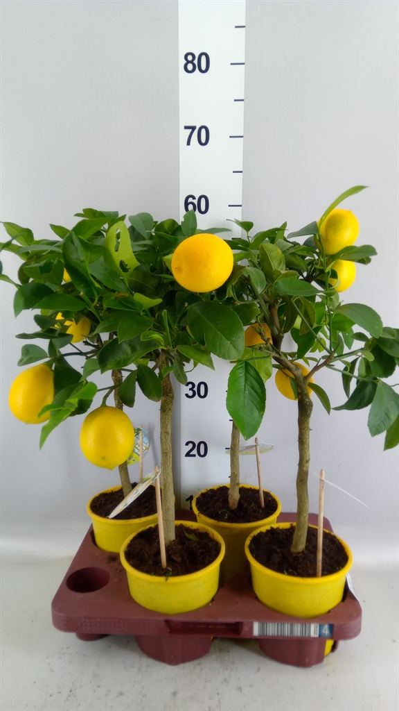 Citrus Meyer 15Ø 55cm