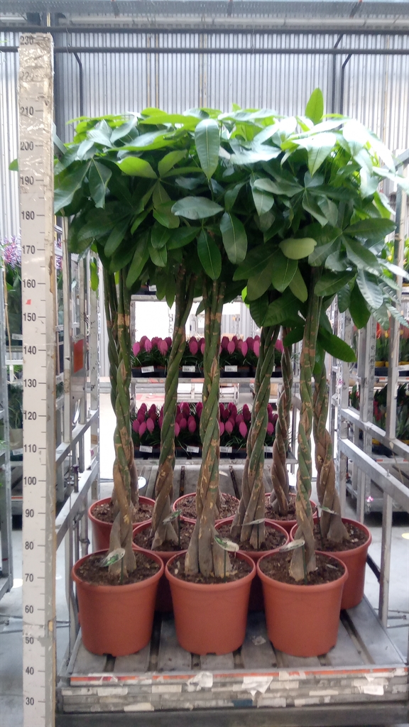 Pachira Aquatica 35Ø 190cm