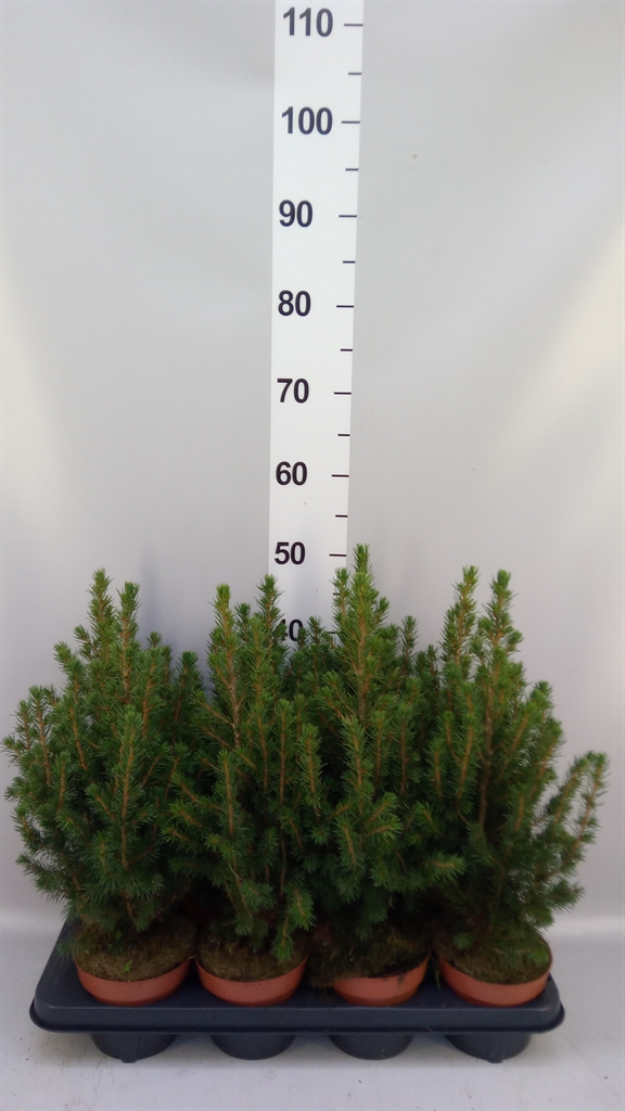 Picea Glauca Conica 13Ø 45cm