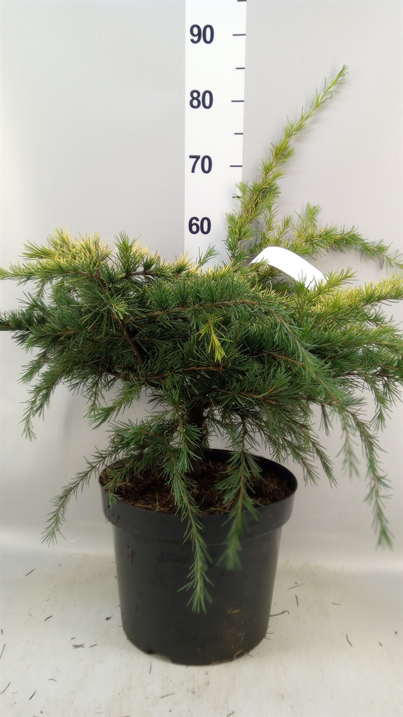 Cedrus Golden Horizon 28Ø 40cm