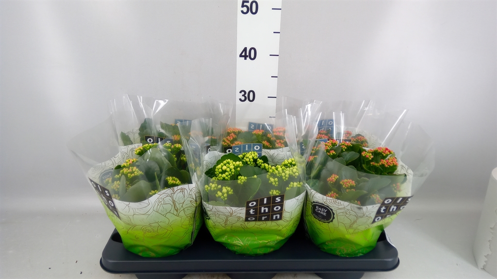 Kalanchoe Double Mix 15Ø 24cm