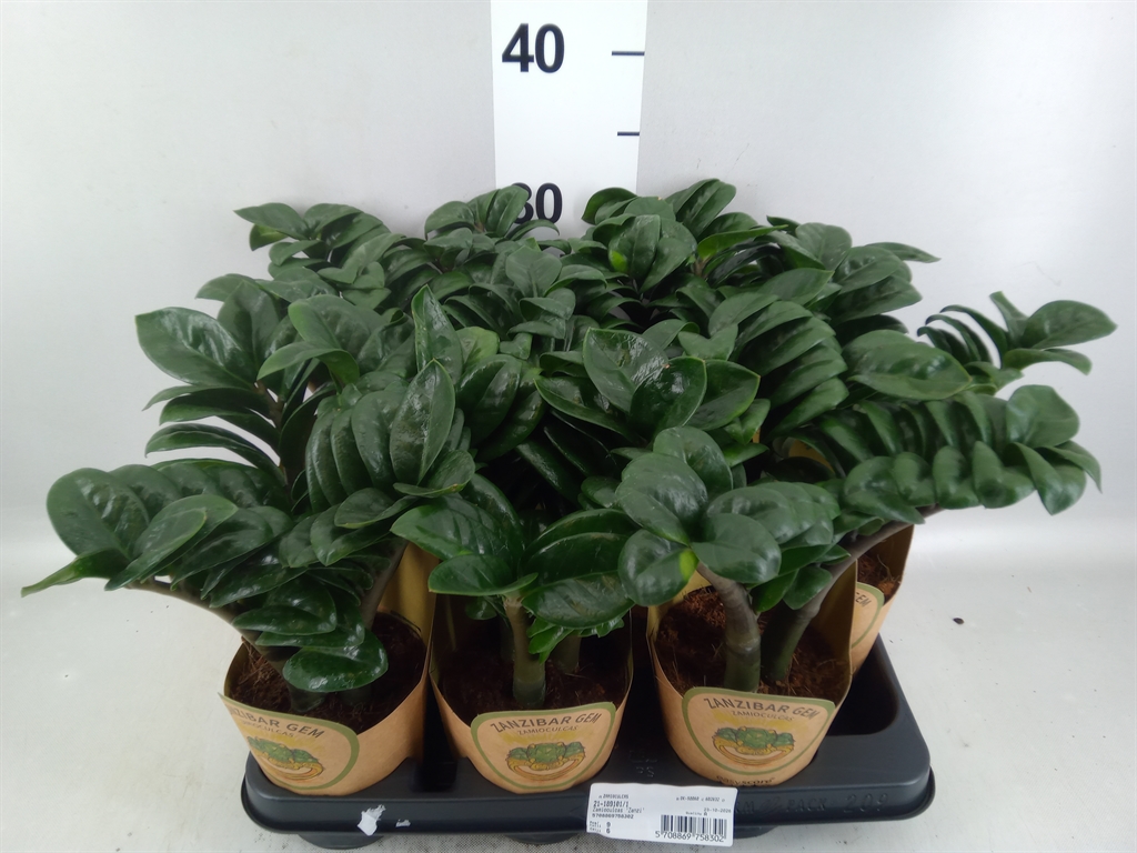 Zamioculcas Zenzi 11Ø 45cm