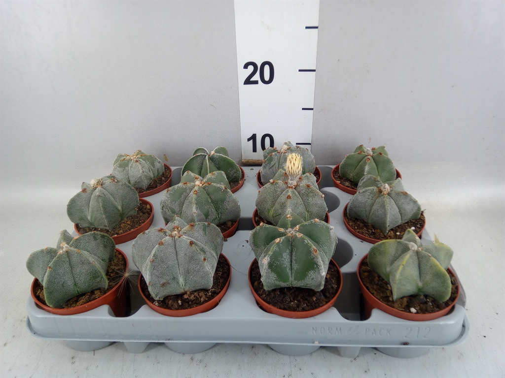 Astrophytum Myriostigma 8Ø 12cm