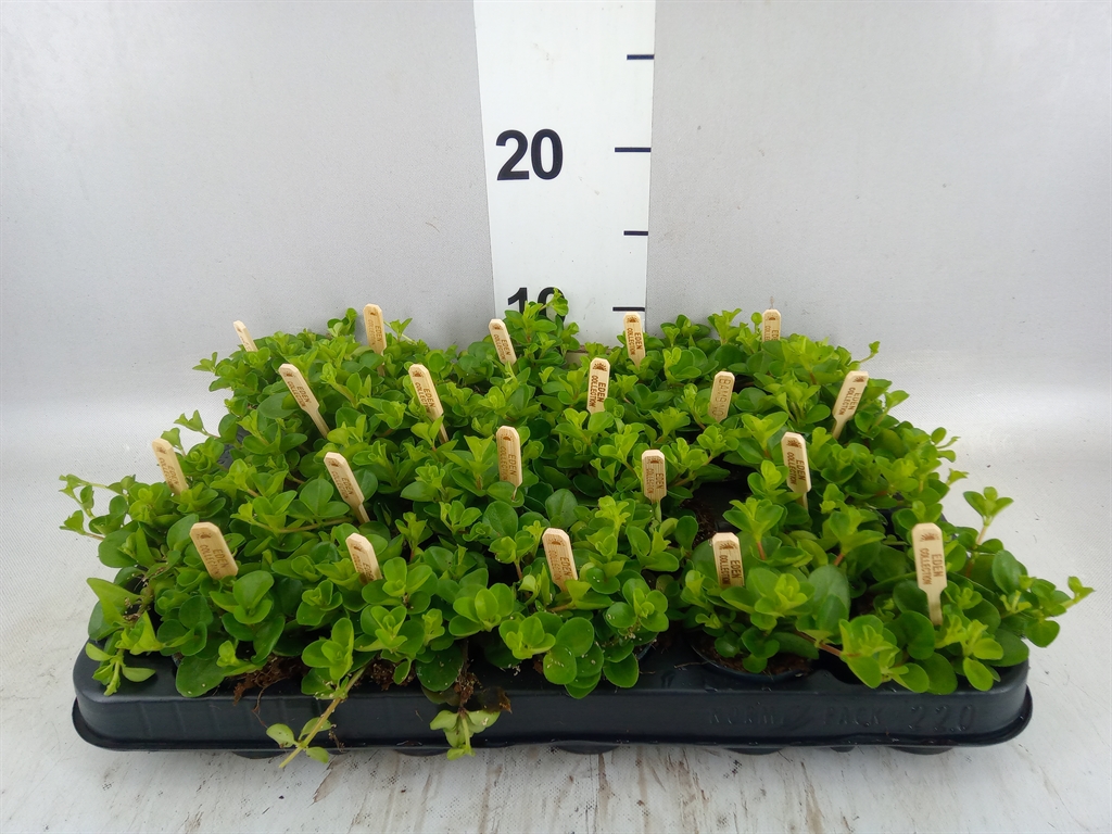 Peperomia Rotundifolia 5Ø 10cm