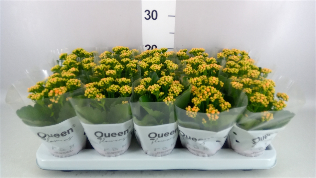 Kalanchoe Double Rose Flowers Agnes 9Ø 17cm