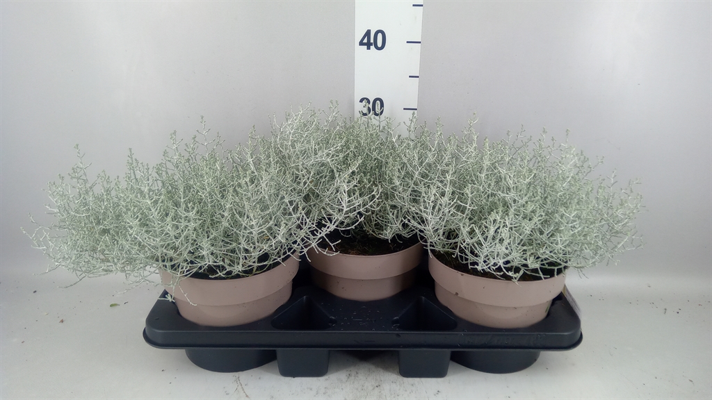 Leucophyta Brownii Whimsy Silver 19Ø 20cm